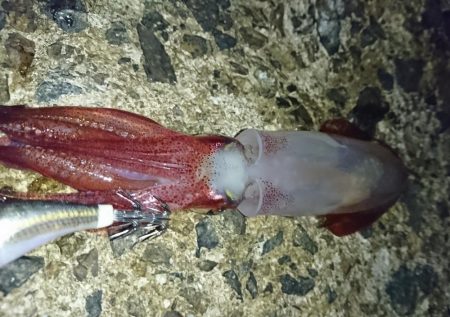 台風明けアオリイカ