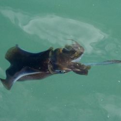 デイエギングは…