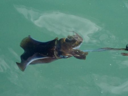 デイエギングは…