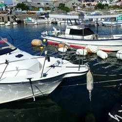 タケノコメバル