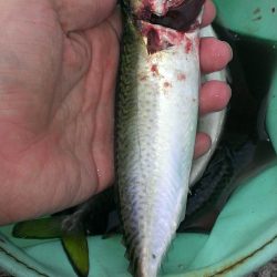 タチウオよりサバ?