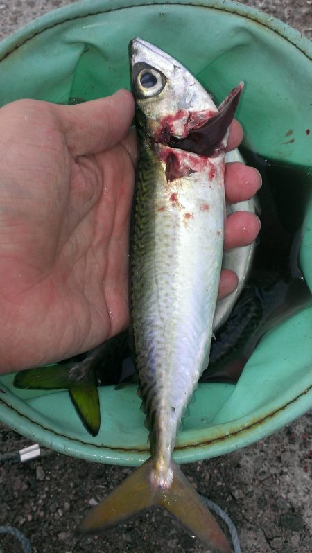 タチウオよりサバ?