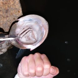 久しぶりのシーバスゲーム