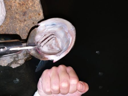 久しぶりのシーバスゲーム