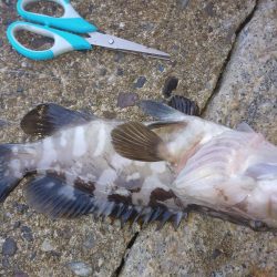 釣れないだろうな