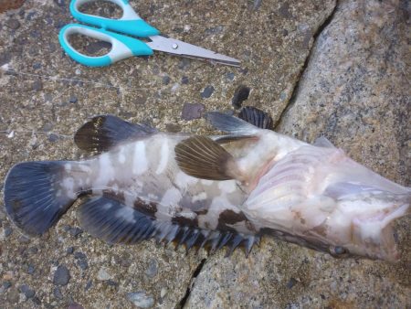 釣れないだろうな