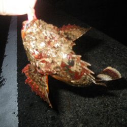 オオモンハタ遠征2