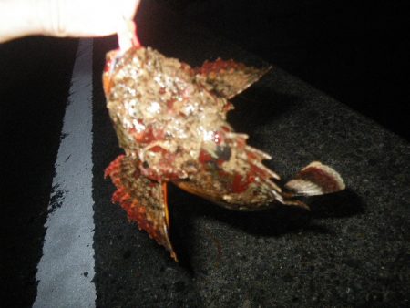 オオモンハタ遠征2