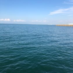 ベイトはイワシ