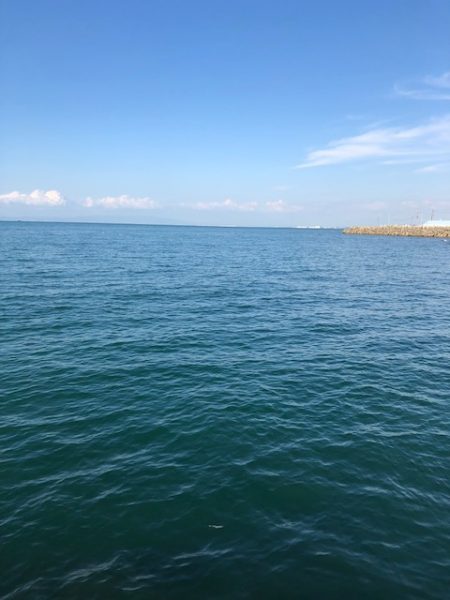 ベイトはイワシ