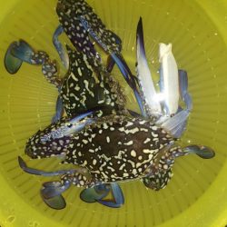 明日はガザミのパスタ