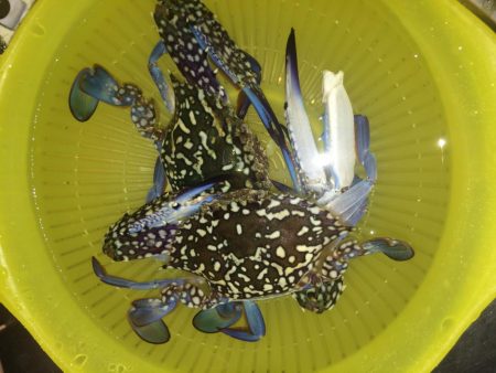 明日はガザミのパスタ