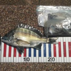 ウキふかせリハビリ釣行