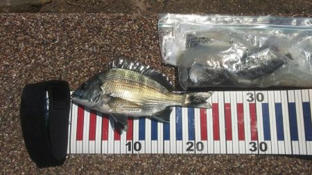 ウキふかせリハビリ釣行