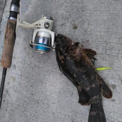 夜釣り、朝釣り