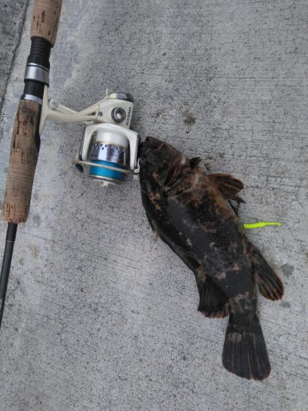 夜釣り、朝釣り