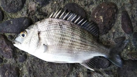 久しぶりの昼～夕方釣行