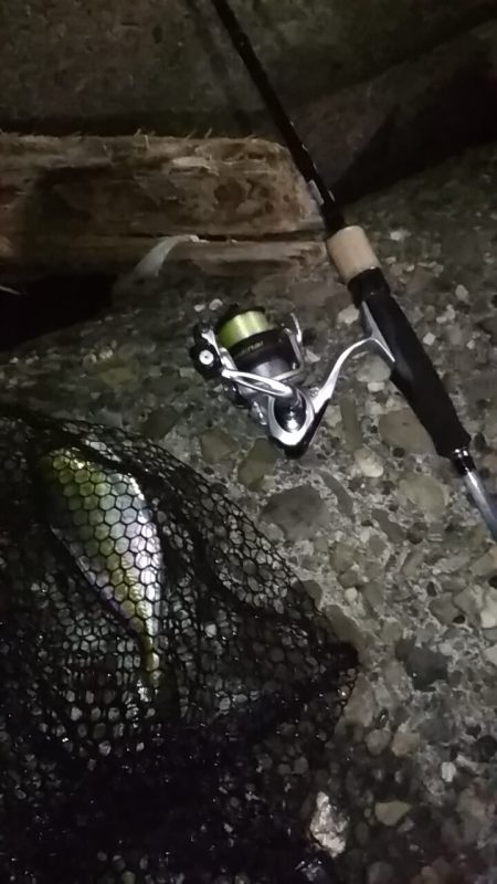 アジ鯵アジ鯵アジ鯵