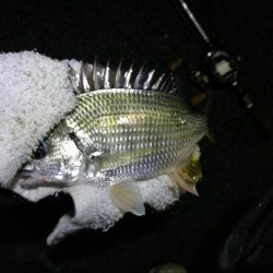 小雨降る南港カモメ大橋ヘチ釣行 (キビレ36cm,31cm、メジナ、釣果有り)