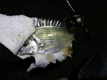 小雨降る南港カモメ大橋ヘチ釣行 (キビレ36cm,31cm、メジナ、釣果有り)