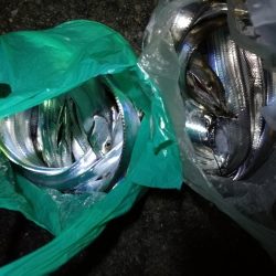 南港カモメ大橋 釣行 (爆釣!タチウオ釣り、F3~F3.5 釣果)