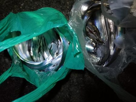 南港カモメ大橋 釣行 (爆釣!タチウオ釣り、F3~F3.5 釣果)