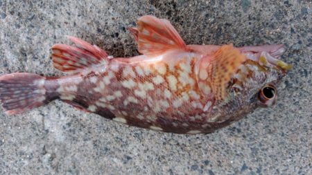 秋晴れのアジング