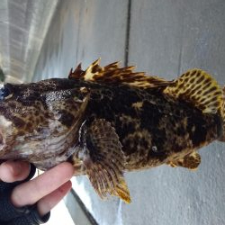 ライトロック開幕！