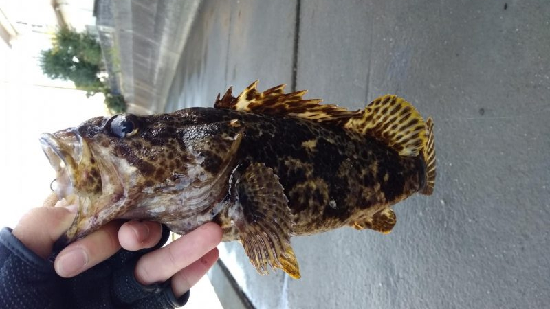 ライトロック開幕！