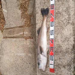 シーバス絶好調