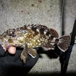 南港フェリーヘチ釣り （やや寒くなったヘチ釣りでキビレ40cm,31cm、ガシラ 釣果有り）
