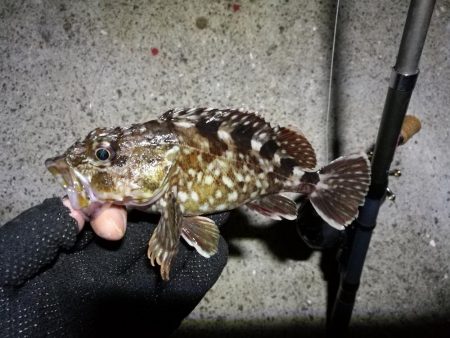南港フェリーヘチ釣り （やや寒くなったヘチ釣りでキビレ40cm,31cm、ガシラ 釣果有り）
