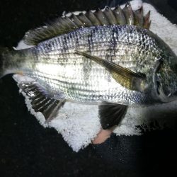 南港フェリーヘチ釣り （キビレ35cm、30cm 小真チヌ 釣果有り）