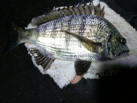 南港フェリーヘチ釣り （キビレ35cm、30cm 小真チヌ 釣果有り）