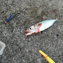 タチウオ　サゴシ狙い