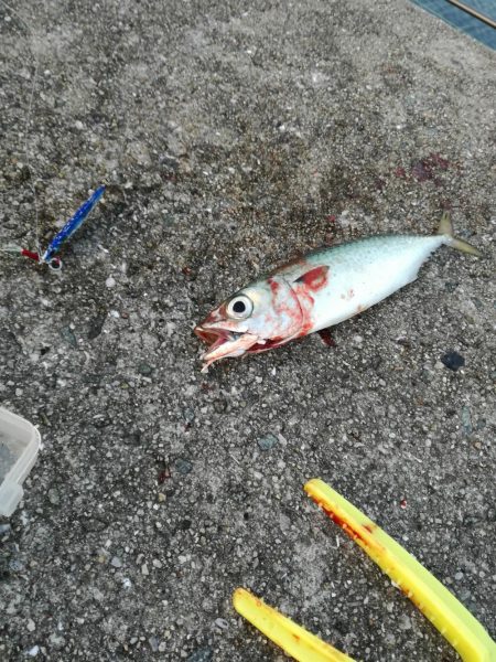 タチウオ　サゴシ狙い