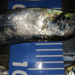 ワインド好調！