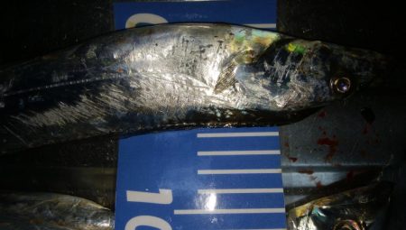 ワインド好調！