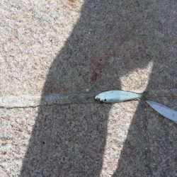 サヨリ食べたくて‼️