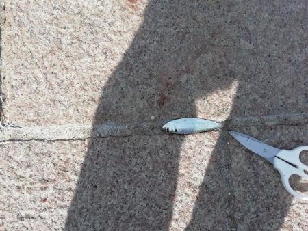 サヨリ食べたくて‼️