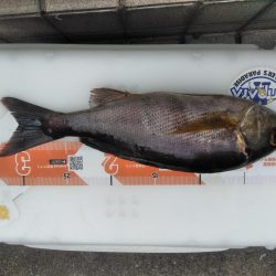 イサキ33cm・・アオリイカ一杯・・