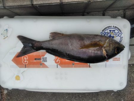 イサキ33cm・・アオリイカ一杯・・