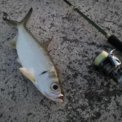 夕マズメの港ワームでヒット