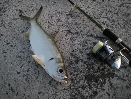 夕マズメの港ワームでヒット