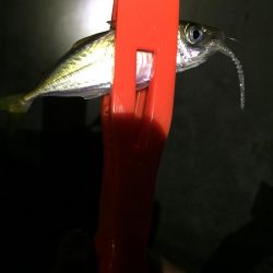 日曜日に続きアオリイカゲット!