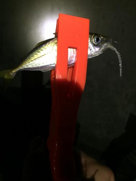 日曜日に続きアオリイカゲット!