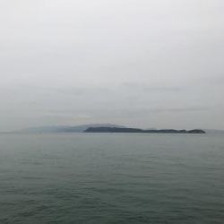 サゴシだけでした