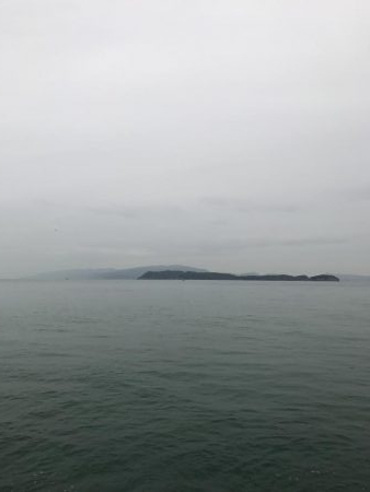 サゴシだけでした