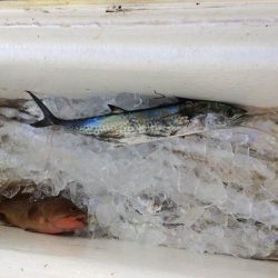 大阪湾オフショア釣果