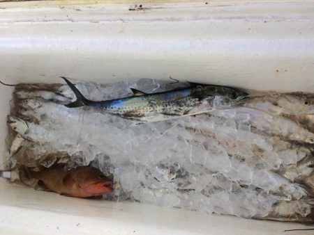 大阪湾オフショア釣果